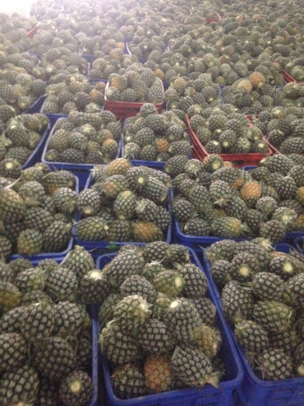 The pineapple 
